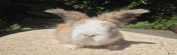 Angora rabbits for sale: 🩷 FULL FACE ANGORA BABIES- PARENTS FROM🇫🇷 - Advert 1