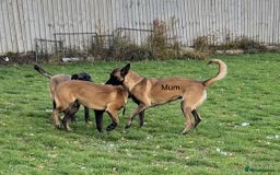 Belgian Shepherd Dog dogs for sale: Pick of litter - Image 2