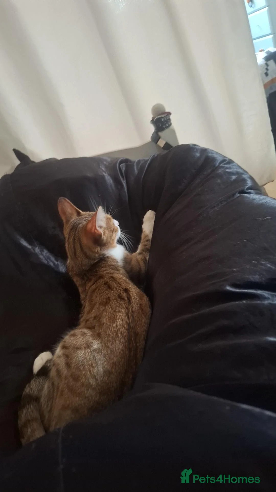 Mixed Breed cats for stud: Bengal cat - Advert 1
