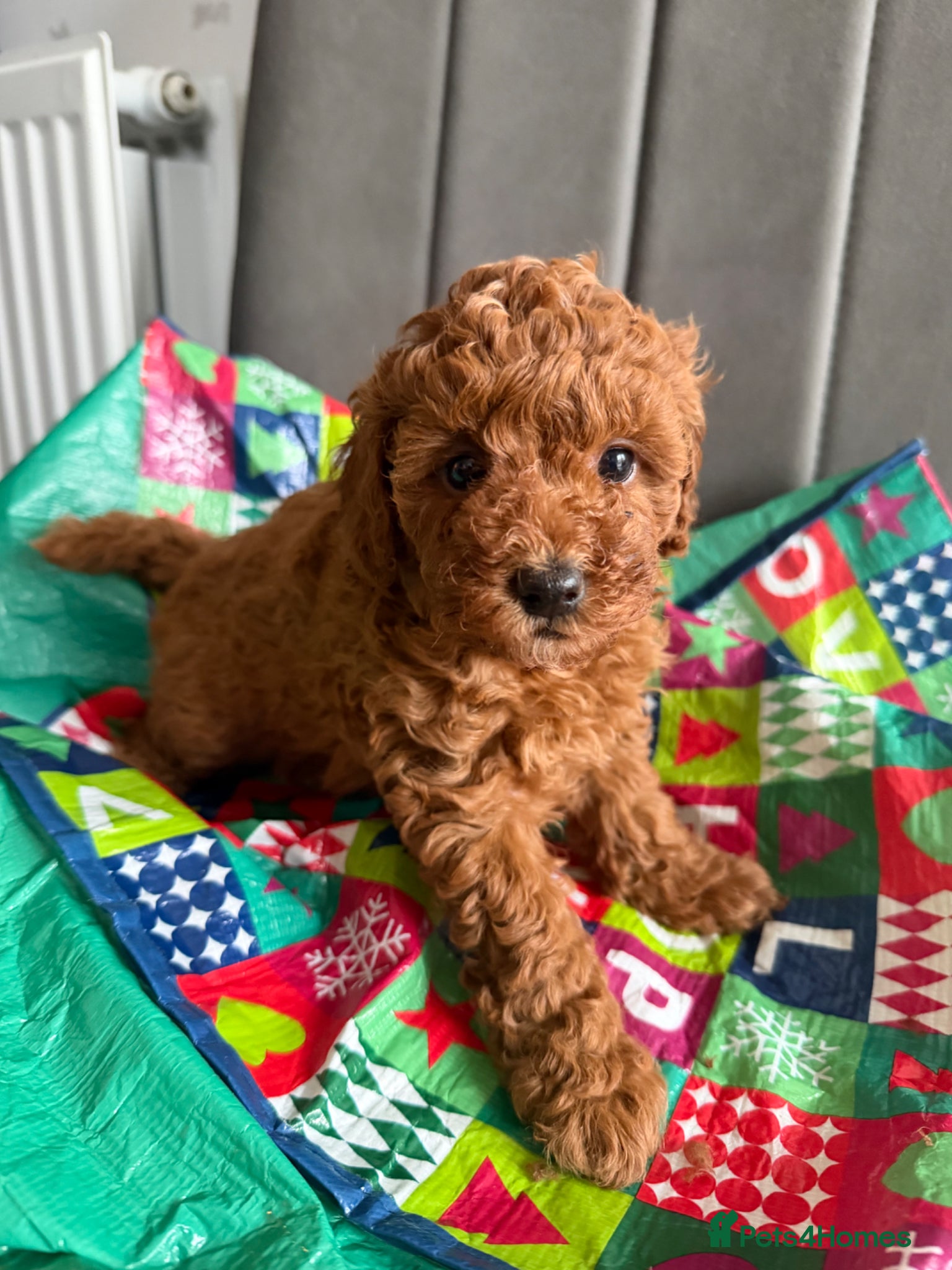 Toy Poodle dogs Kc red toy poodle puppy for sale  - Advert 6