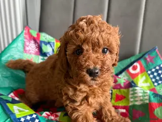 Toy Poodle dogs Kc red toy poodle puppy for sale - Advert 6