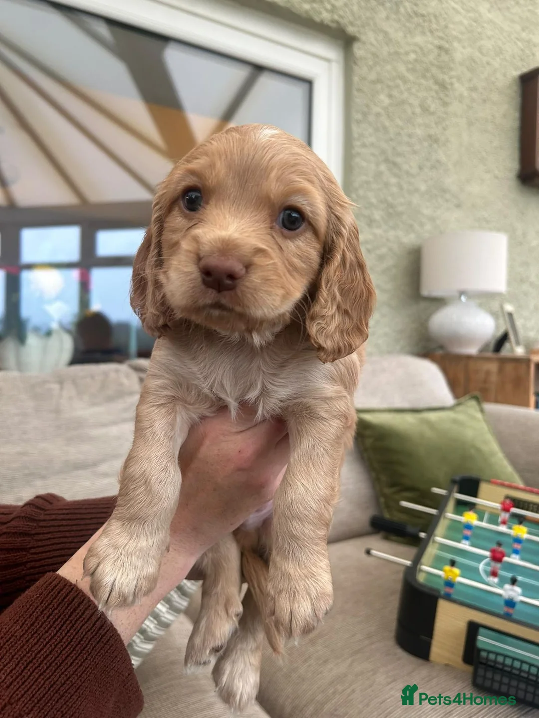 Sprocker dogs for sale: Cocker x Sprocker puppies  - Advert 2