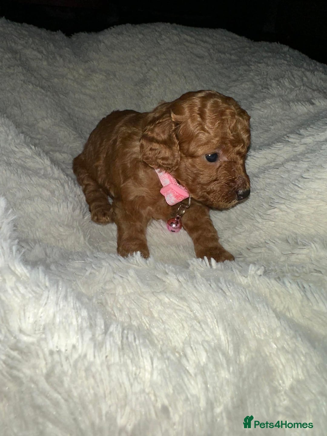 Cockapoo dogs for sale: Gorgeous F1b cockapoo puppies  - Advert 19