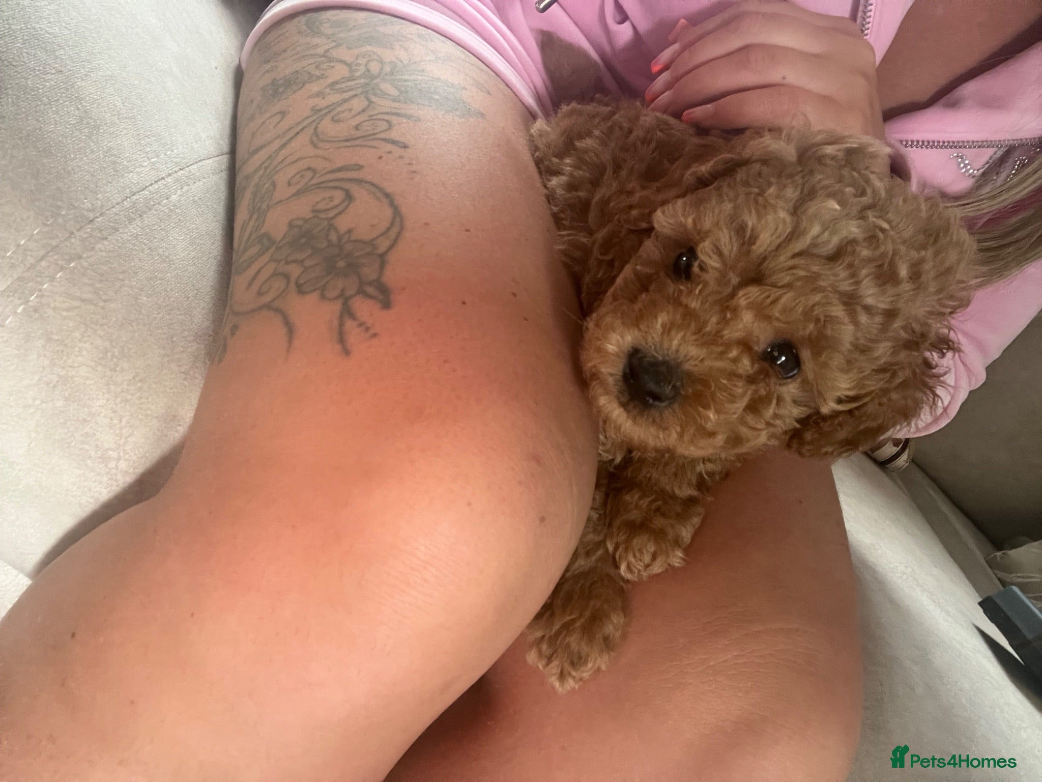 Toy Poodle dogs Toy poodle puppies  - Advert 14