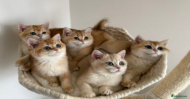 British Shorthair cats - Advert 11