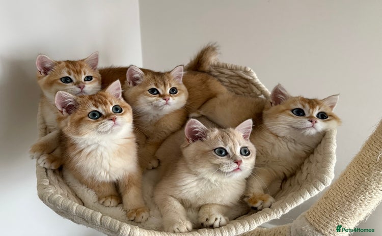 British Shorthair cats - Advert 9