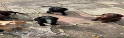Cocker Spaniel dogs for sale: BEAUTIFUL MIXED COLOUR LITTER,HEALTHTESTED PARENTS - Advert 4