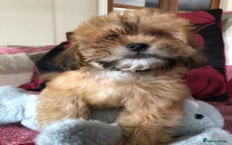Shihpoo dogs for sale: shihpoo puppies for sale  - Image 1