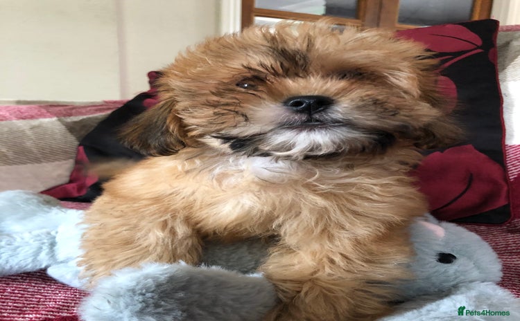 Shihpoo dogs - Advert 1