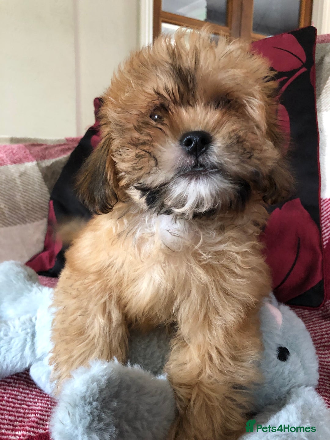 Shihpoo dogs for sale: shihpoo puppies for sale  - Image 1