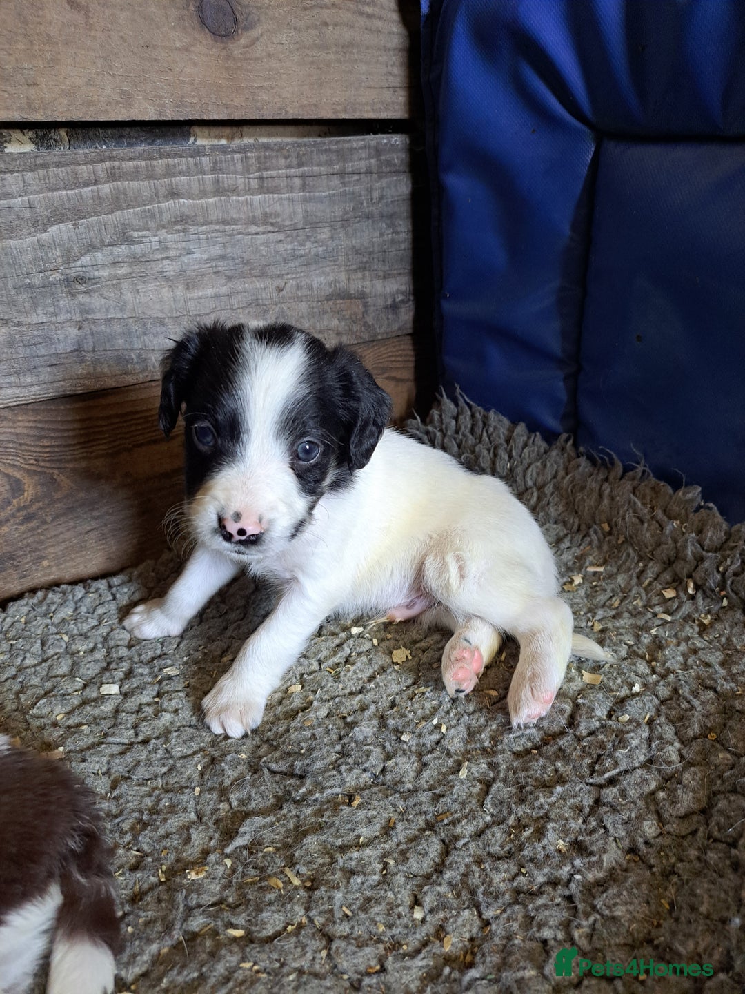 Mixed Breed dogs for sale: Mixed breed rainbow of colours  - Image 5