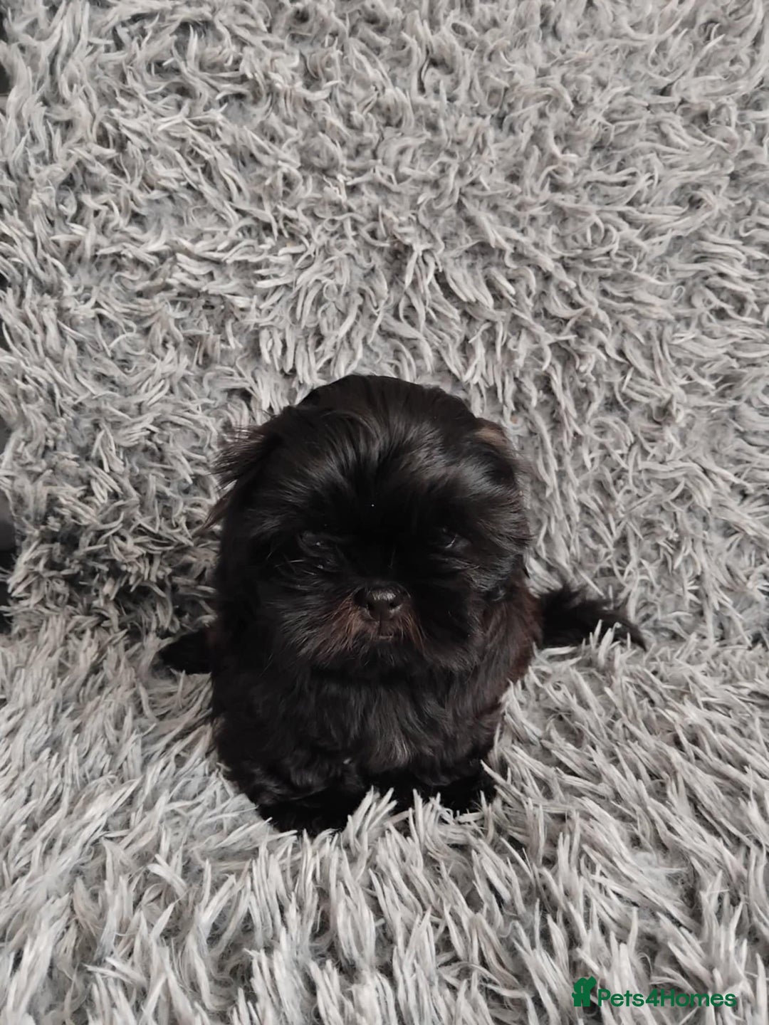 Shih Tzu dogs for sale: Beautiful shih tzu babies  - Advert 8