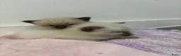 Ragdoll cats for sale: Beautiful GCCF Fluffy Ragdoll Kittens - Advert 10