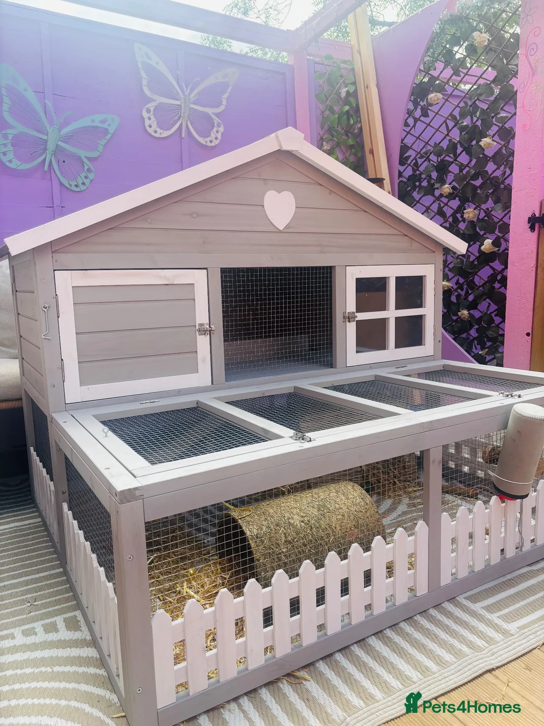 Netherland Dwarf rabbits for sale: 2 bunnies  in Cambridge - Advert 2