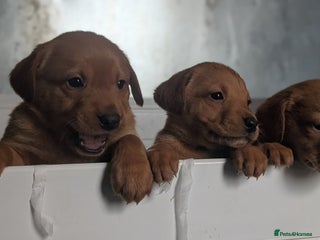 Labrador Retriever dogs Fab KC Fox Red Pups - 4* Higher Standard Breeder - Advert 9