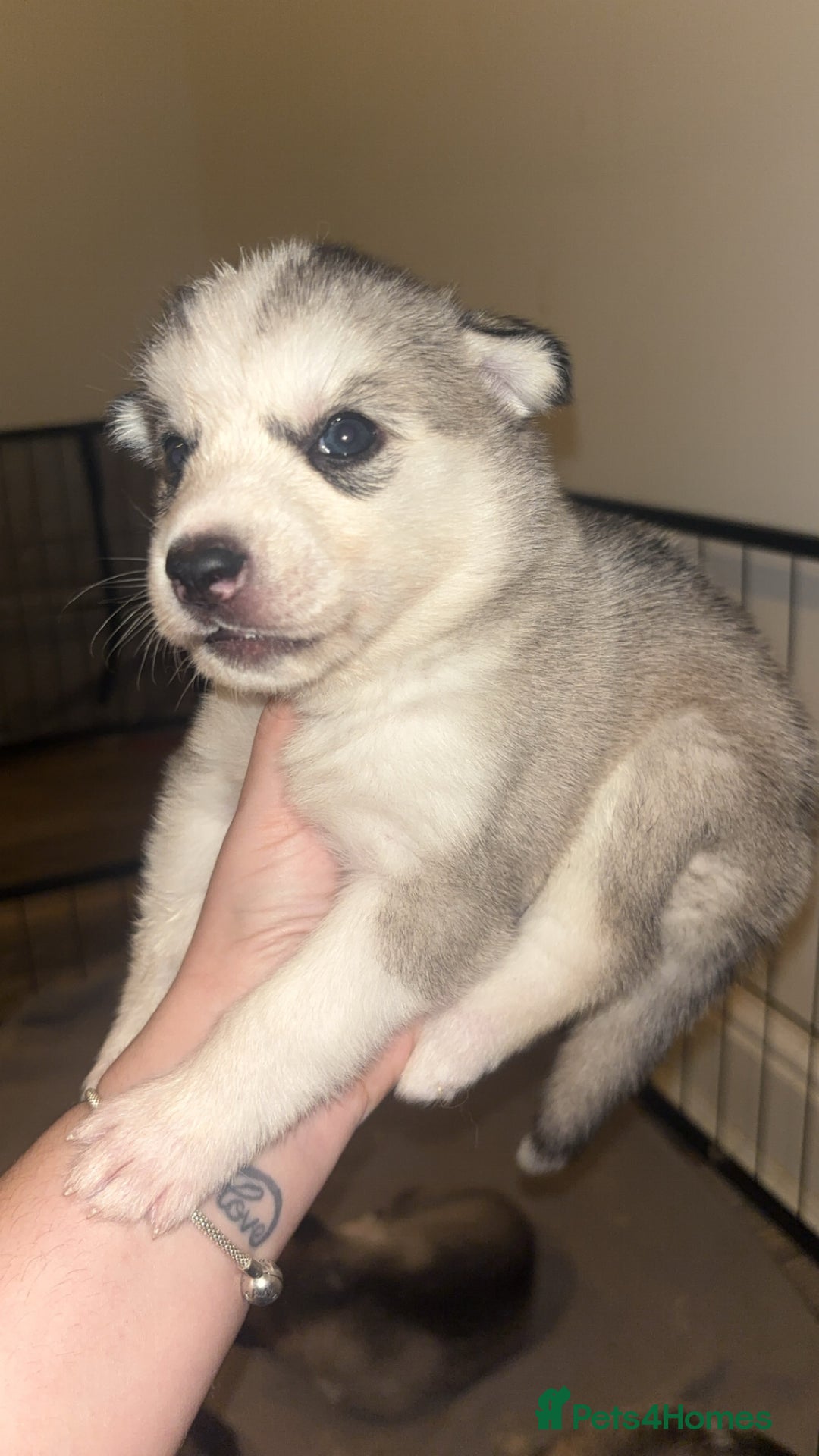 Siberian Husky dogs for sale: 6 beautiful Siberian husky’s🩷 - Advert 3
