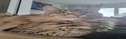 Maine Coon cats for sale: 4 Beautiful Full Maine Coon Kittens Ginger Girl - Advert 24