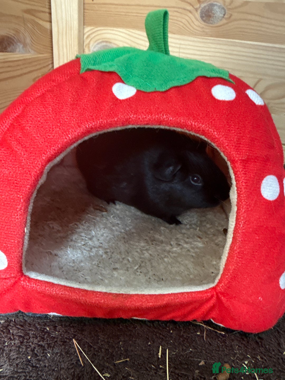 Guinea Pig rodents for sale: Two male guinea pigs  - Image 2