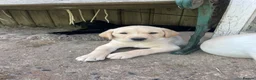 Labrador Retriever dogs for sale: Both parents Fully health checked - KC Registered - Advert 7