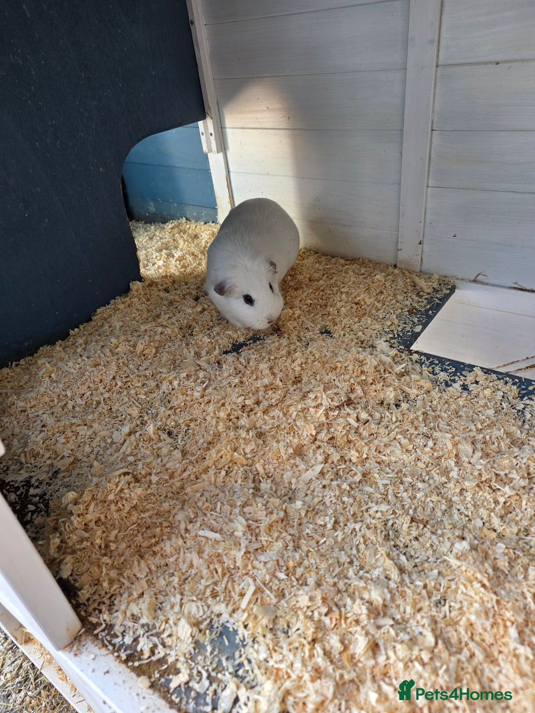 Guinea Pig rodents for sale: 2x Female Guinea Pigs & Bluebell Hutch - Image 8