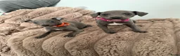 Whippet dogs for sale: STUNNING BLUE WHIPPET PUPS KENNEL CLUB REGISTERED  - Advert 5