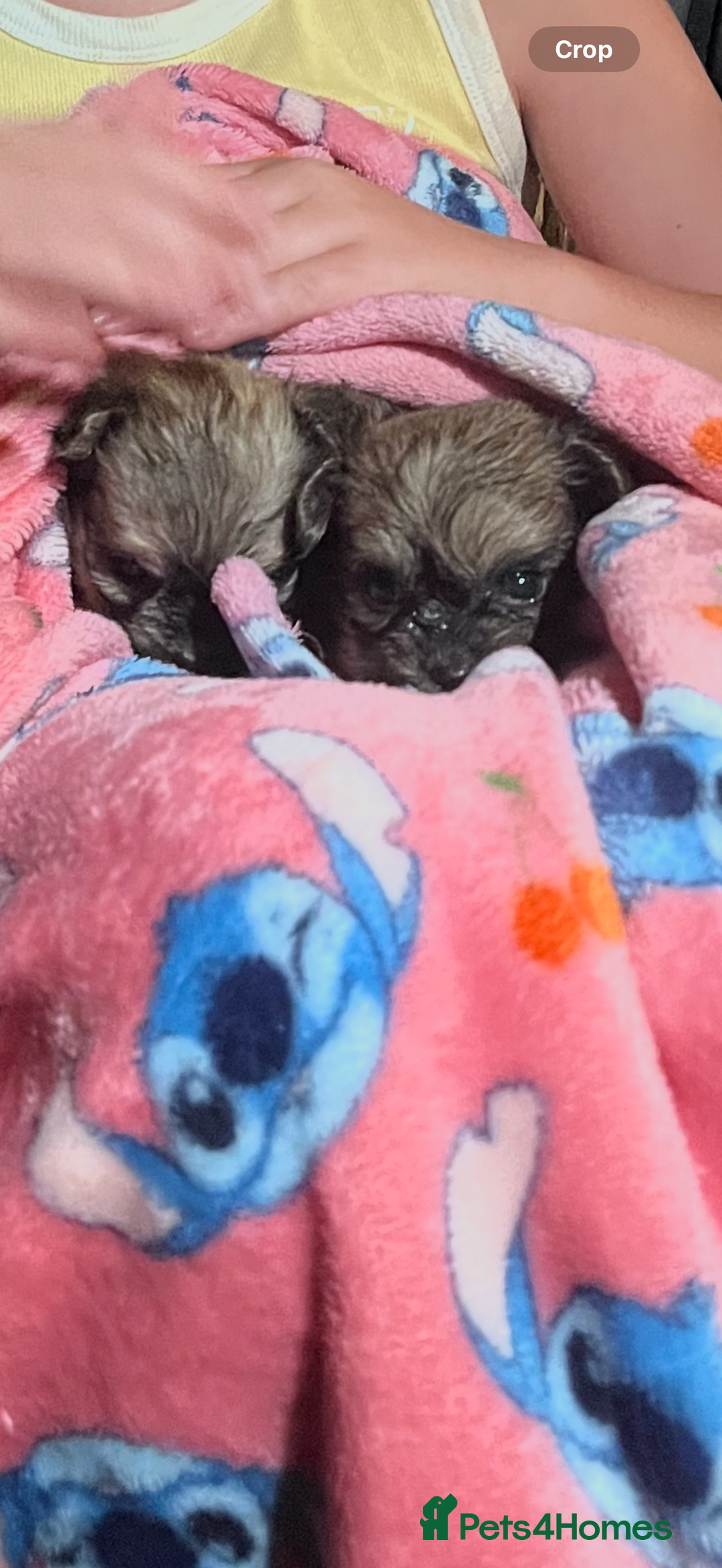 Mixed Breed dogs for sale: 🐾 Fluffy & Friendly! Teddy Bear puppies 🐾 - Image 7