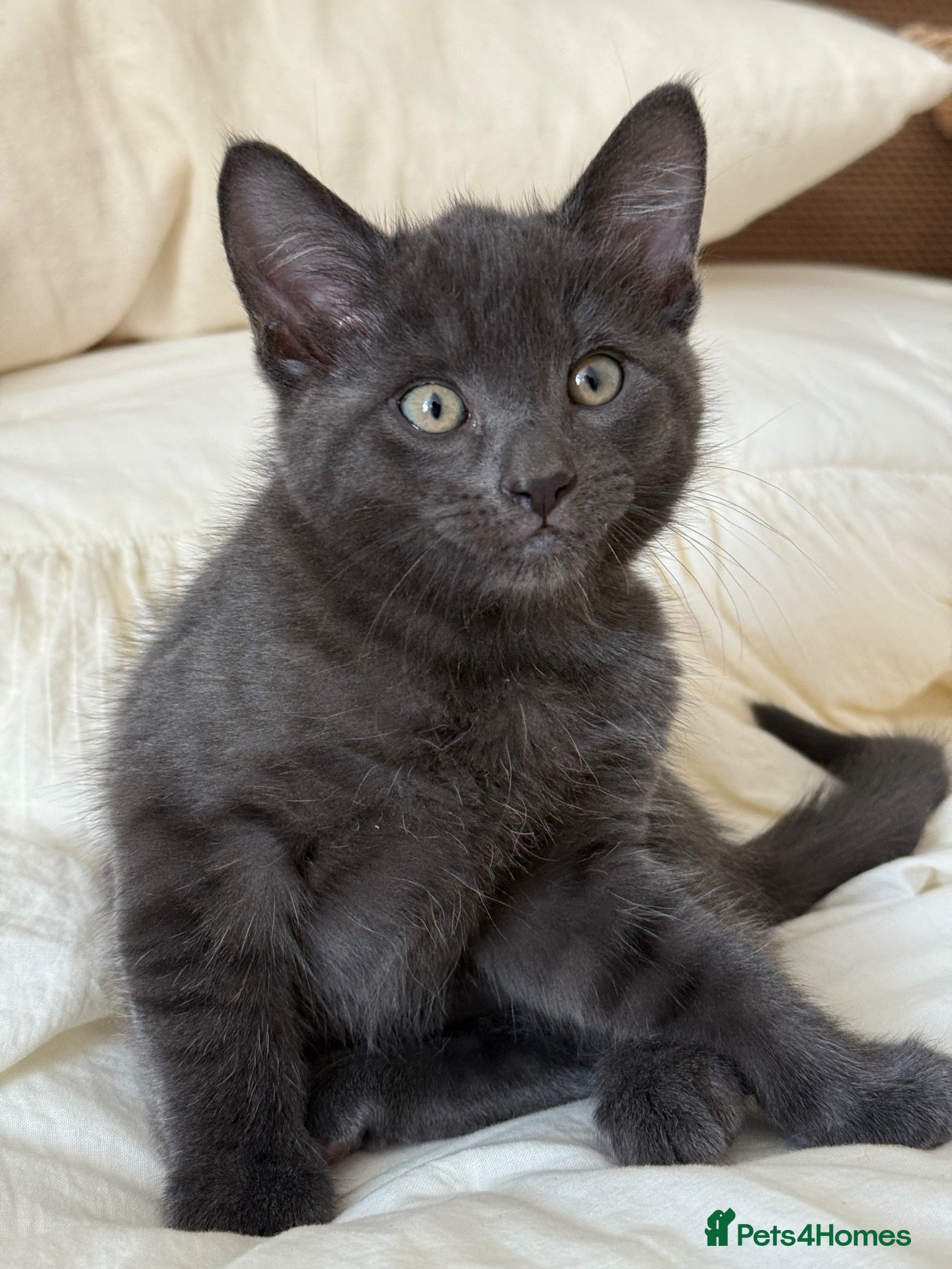 Mixed Breed cats Two beautiful kittens looking for loving homes - Advert 3