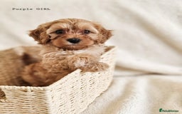 Cavapoo dogs for sale: Adorable F1b Cavapoo Puppies Ready from 20th Sept - Image 11