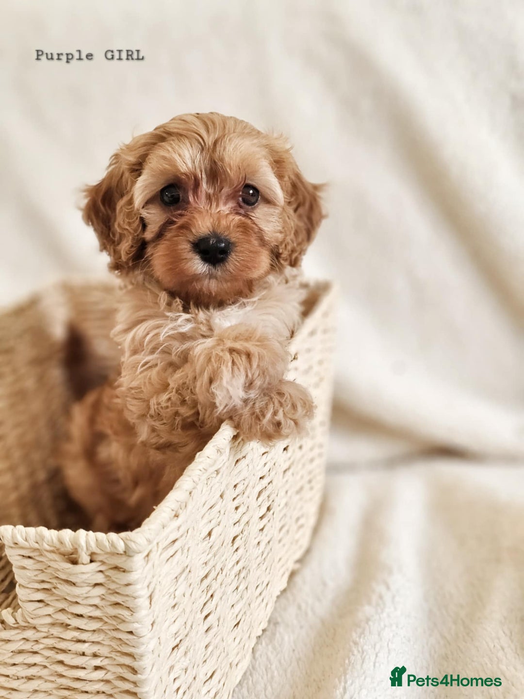 Cavapoo dogs for sale: Adorable F1b Cavapoo Puppies Ready from 20th Sept - Image 11