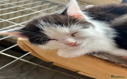 Mixed Breed cats for sale: Gorgeous litter of kittens British Blue X - Image 11
