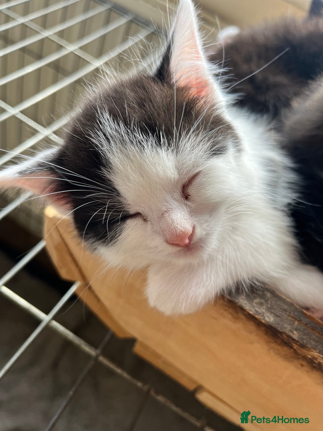 Mixed Breed cats for sale: Gorgeous litter of kittens British Blue X - Image 11
