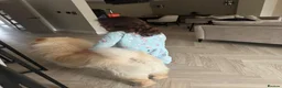Chow Chow dogs for sale: Pablo in Solihull - Advert 8
