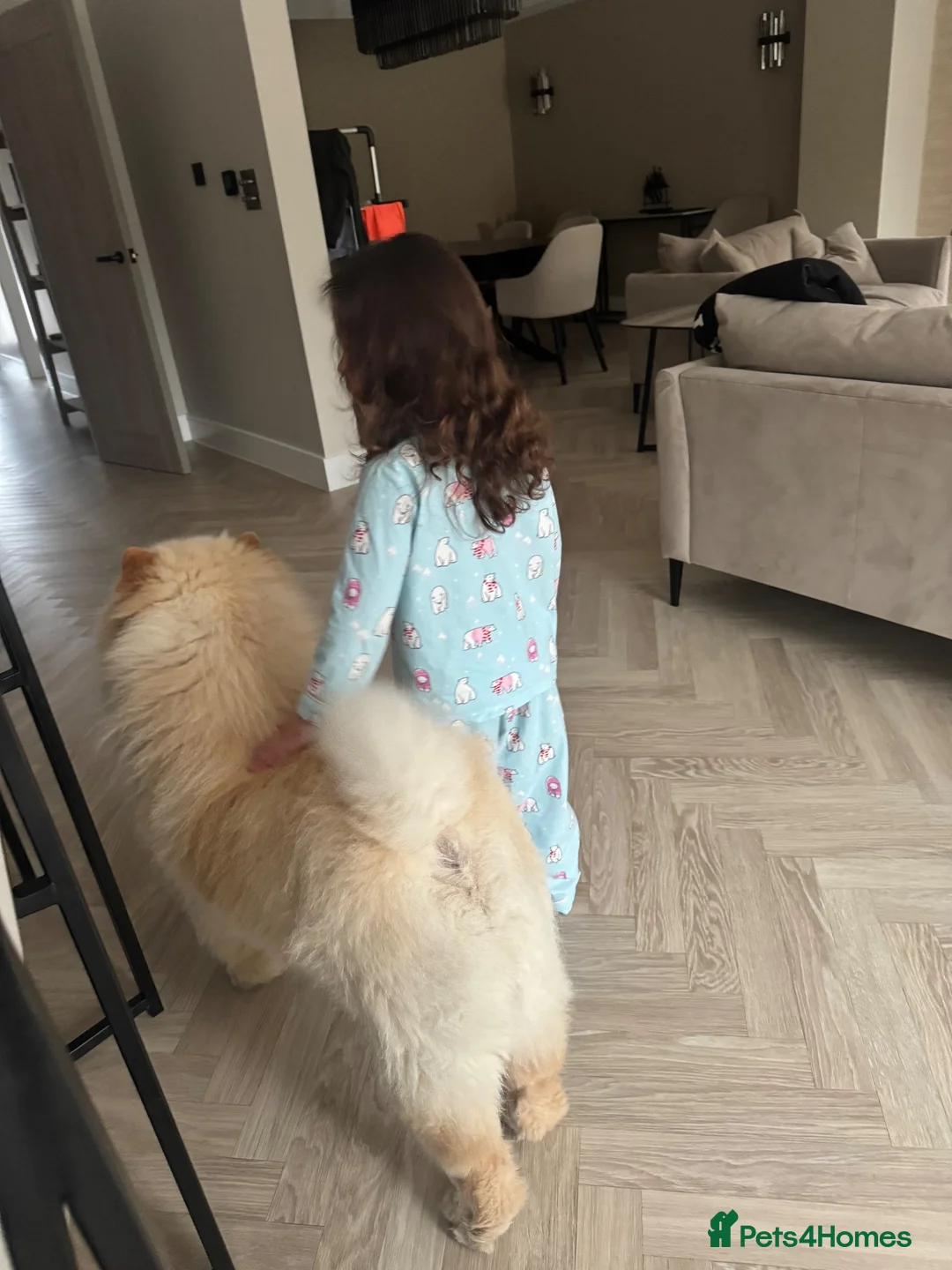 Chow Chow dogs for sale: Pablo in Solihull - Advert 8