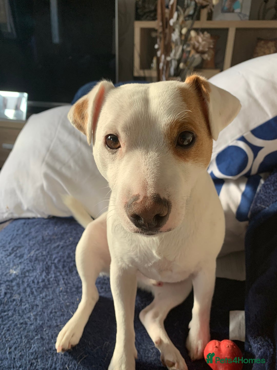 Jack Russell dogs for stud: Little Layne - Advert 3