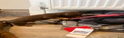 Dachshund dogs for sale: Standard Dachshunds Glasgow - Advert 4