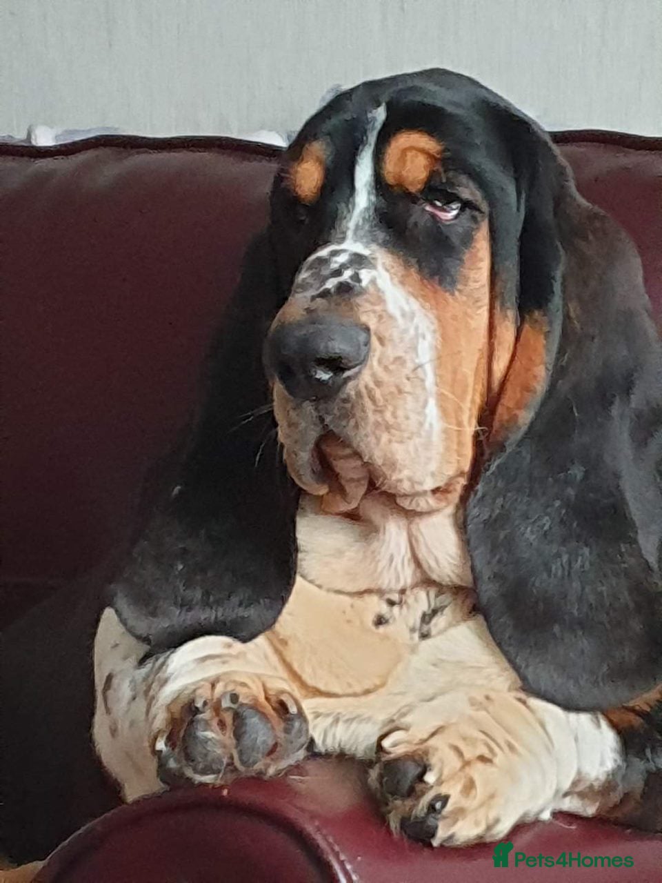 Basset Hound dogs Health Tested & Proven Basset Hound for Stud in Daventry - Advert 1