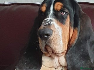 Basset Hound dogs in Daventry - Advert 1