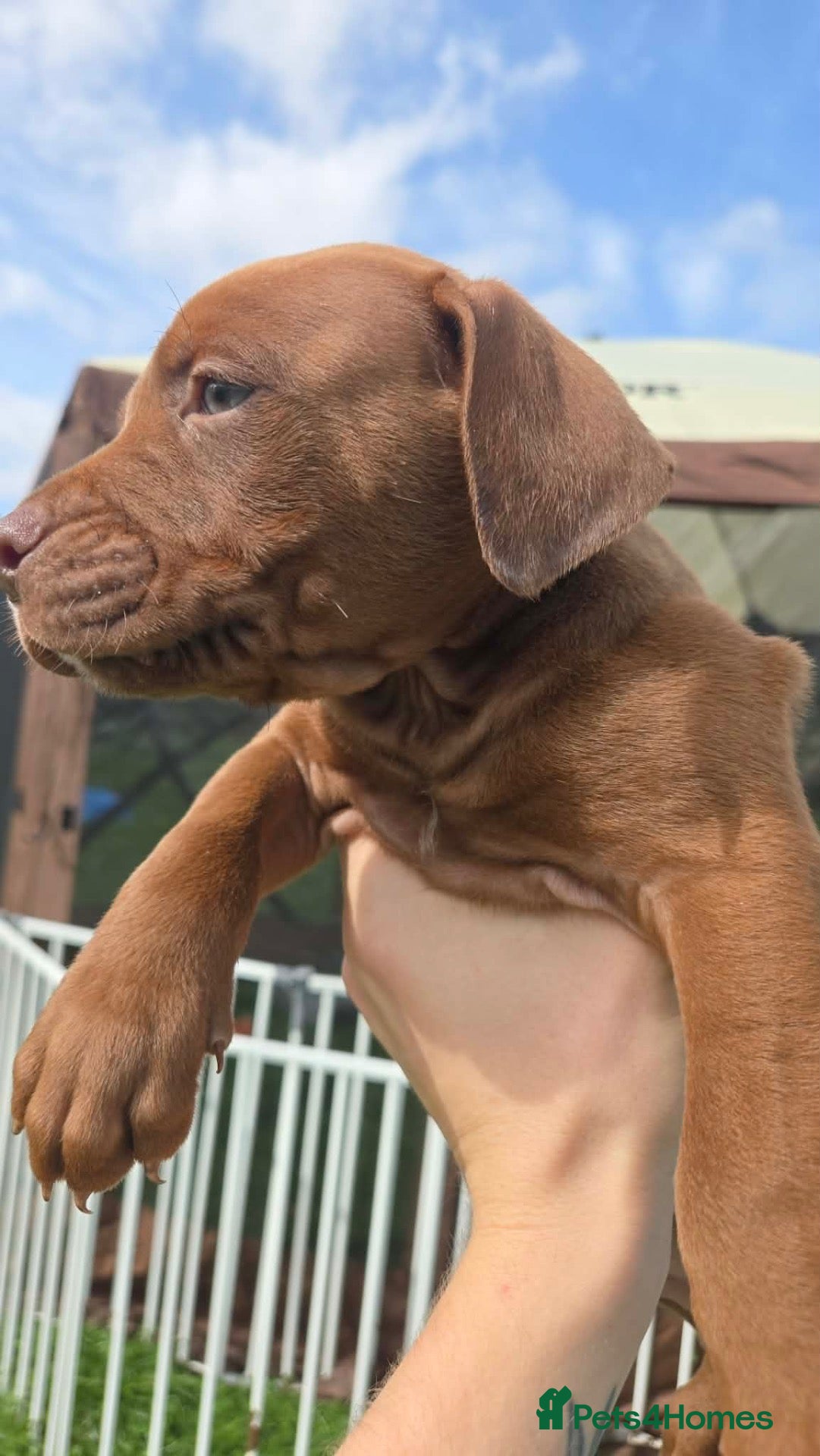 Mixed Breed dogs Alapaha x  - Advert 2