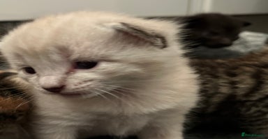Mixed Breed cats - Advert 3