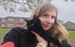 Mixed Breed cats for adoption: 💙🐱 OREO & SHADOW 😺💙 - Image 2