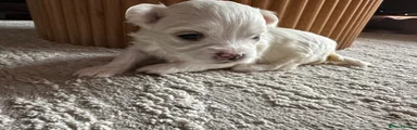 Lumi