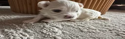 Maltese dogs for sale: Beautiful KC Maltese puppies - Advert 5