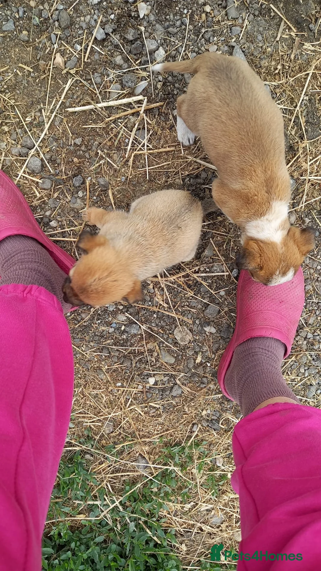 Mixed Breed dogs for adoption: 💖 Meet JESSICA 💖 - a story of Strength and Love - Advert 23