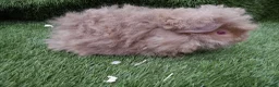 Guinea Pig rodents for sale: Alpaca Guinea Pigs - Advert 11