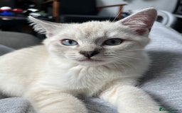 British Shorthair cats for sale: Beautiful British Shorthair Kittens... - Image 16
