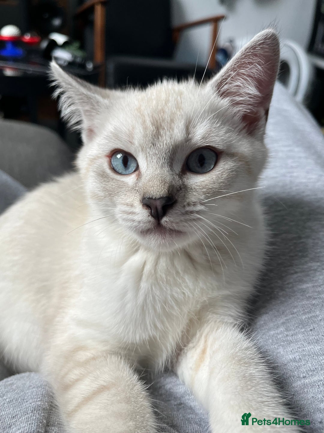 British Shorthair cats for sale: Beautiful British Shorthair Kittens... - Image 16