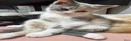British Longhair cats for sale: British Shorthair & Longhair Kittens - Advert 6