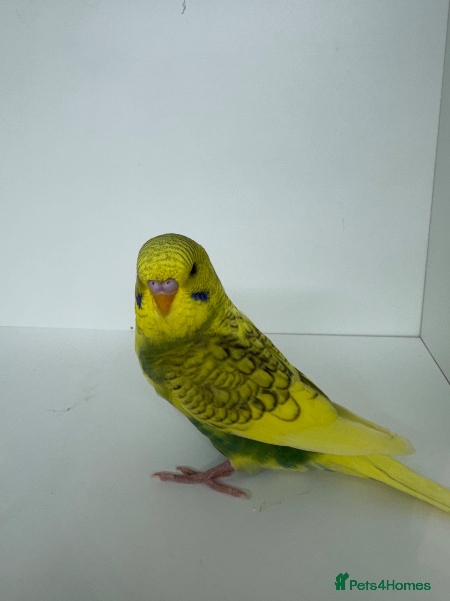 Budgerigars birds Beautiful baby budgies for sale - Advert 1