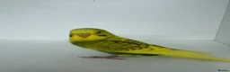 Budgerigars birds for sale: Beautiful baby budgies for sale - Advert 1