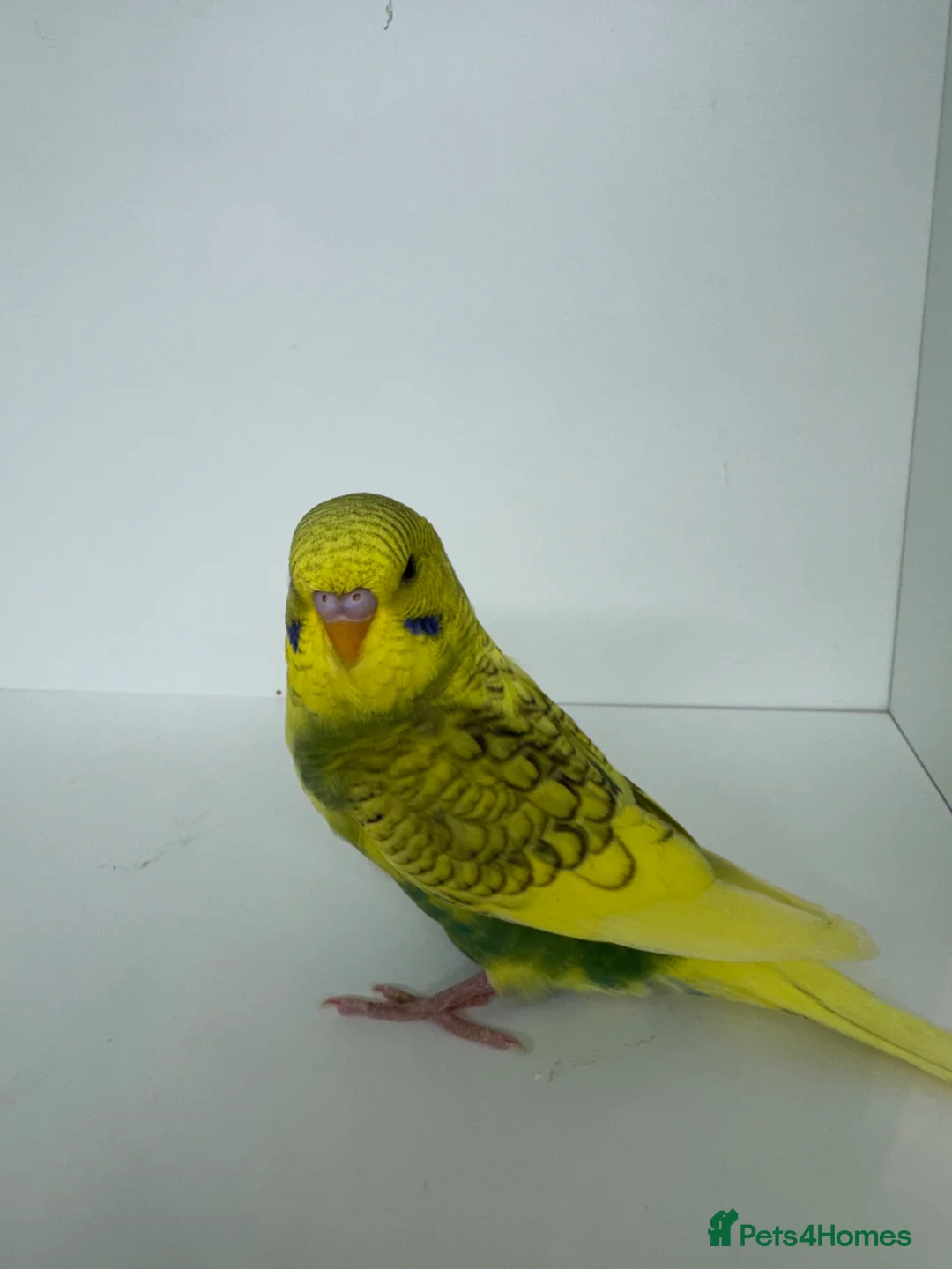 Budgerigars birds for sale: Beautiful baby budgies for sale - Advert 1